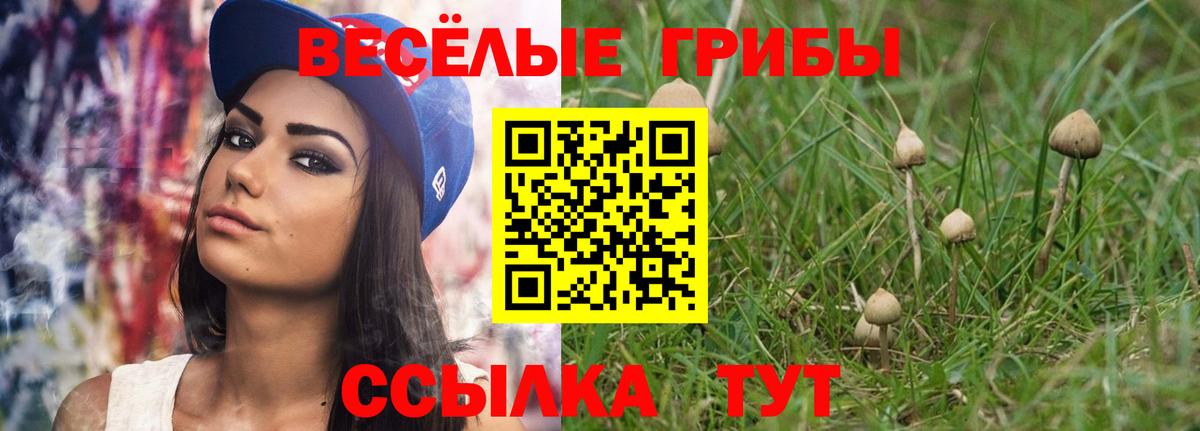 Пугачёв  Галлюциногенные грибы Psilocybe  Вход с VPN 